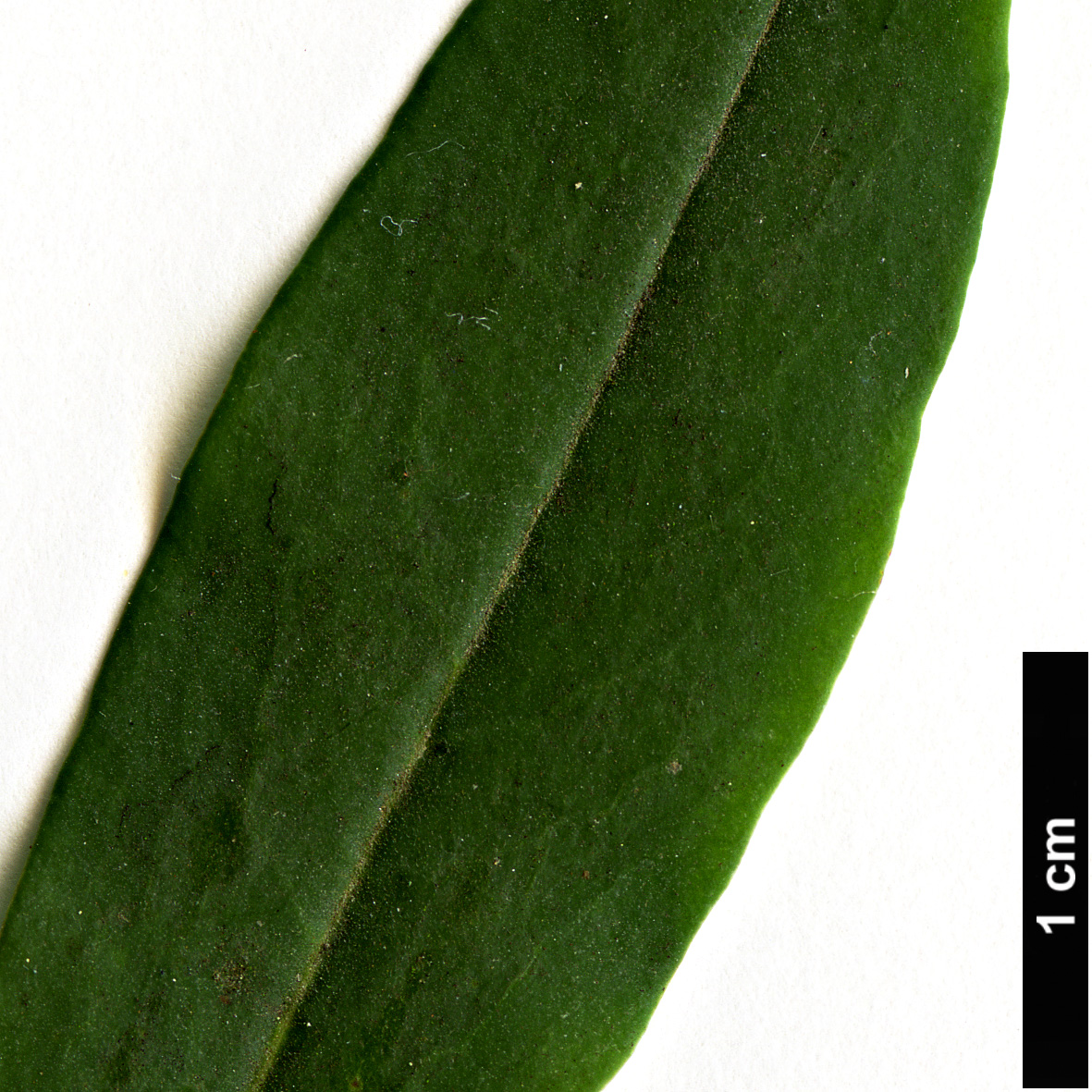 High resolution image: Family: Ericaceae - Genus: Kalmia - Taxon: angustifolia - SpeciesSub: f. rubra